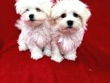 Matese Terrier Irkının En Özel Yavruları
