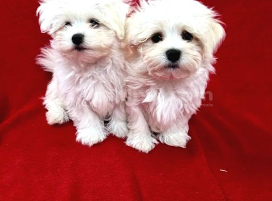 Matese Terrier Irkının En Özel Yavruları görsel