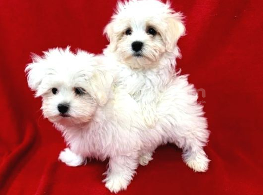 Matese Terrier Irkının En Özel Yavruları görsel