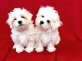 Matese Terrier Irkının En Özel Yavruları