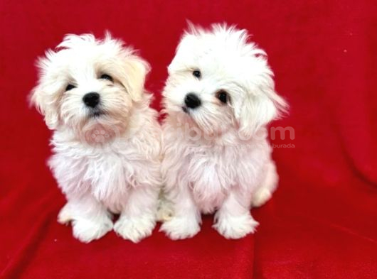 Matese Terrier Irkının En Özel Yavruları görsel