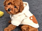 Toy Poodle Irkının En Güzeli Mükemmel Yavrular