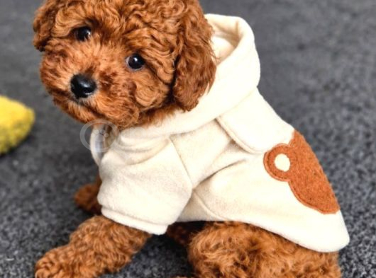 Toy Poodle Irkının En Güzeli Mükemmel Yavrular