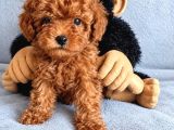 Toy Poodle Irkının En Güzeli Mükemmel Yavrular
