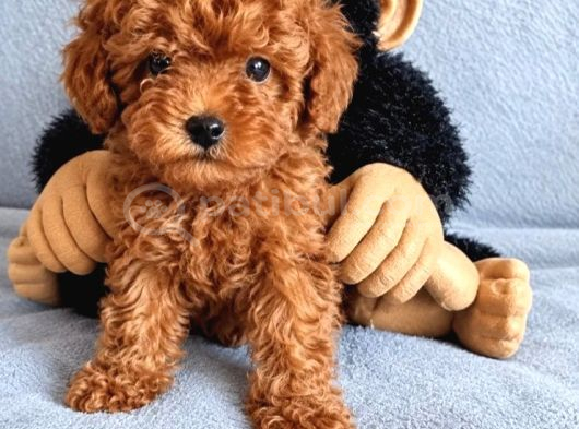 Toy Poodle Irkının En Güzeli Mükemmel Yavrular görsel
