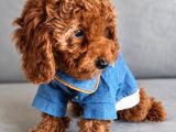 Toy Poodle Irkının En Güzeli Mükemmel Yavrular