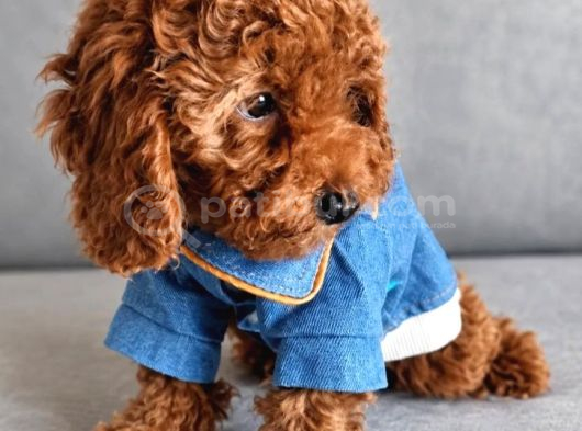 Toy Poodle Irkının En Güzeli Mükemmel Yavrular görsel