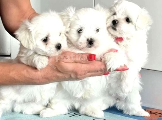 Matese Terrier Irkının En Özel Yavruları