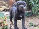 Cane Corso En Kalitelisi Dev Irkının En Iyisi