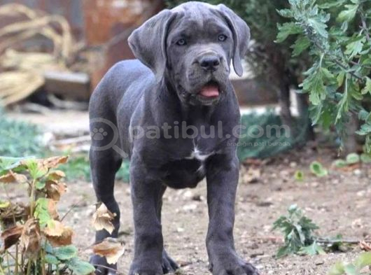 Cane Corso En Kalitelisi Dev Irkının En Iyisi görsel