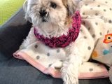 Ev Hayatına En Uygun Irktır Shih Tzu