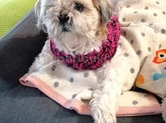 Ev Hayatına En Uygun Irktır Shih Tzu görsel