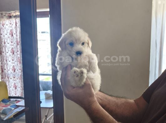 Ev Doğumu Maltipoo Yavrularımız görsel
