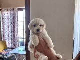 Ev Doğumu Maltipoo Yavrularımız