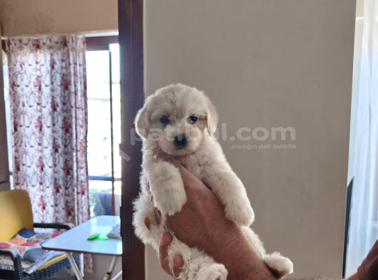 Ev doğumu maltipoo yavrularımız