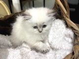 Anne Baba Scrli Safkan Longhair Yavru