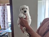 Minnak Maltipoo Bebeğim