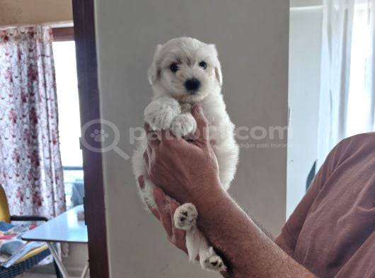 Minnak Maltipoo Bebeğim görsel