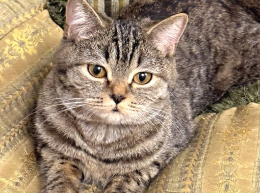 Ücretsi̇z British Shorthair görsel