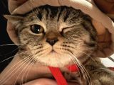 Ücretsi̇z British Shorthair