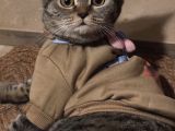 Ücretsi̇z British Shorthair