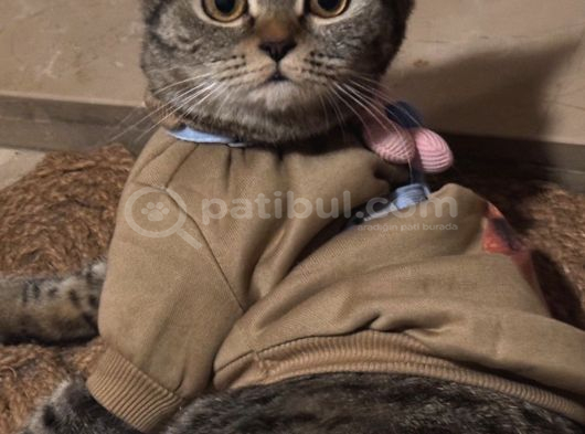 Ücretsi̇z British Shorthair görsel