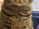 Ücretsi̇z British Shorthair