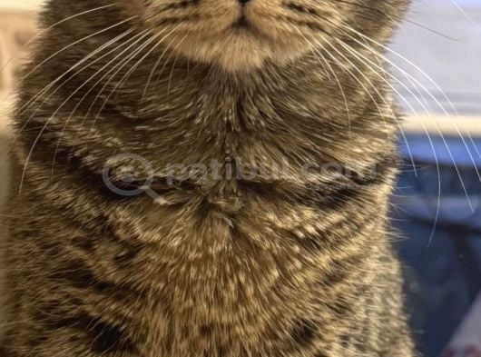 Ücretsi̇z British Shorthair görsel