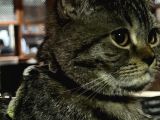 Ücretsi̇z British Shorthair