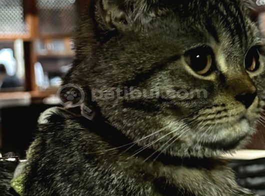 Ücretsi̇z British Shorthair