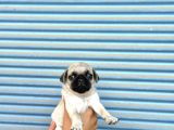 Hamburger Surat Gül Kuyruk Pug Mops