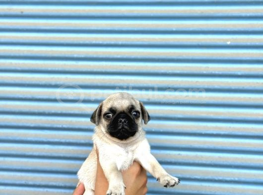 Hamburger Surat Gül Kuyruk Pug Mops görsel