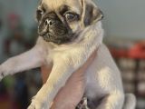 Hamburger Surat Gül Kuyruk Pug Mops
