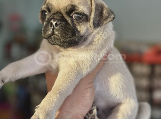 Hamburger Surat Gül Kuyruk Pug Mops görsel