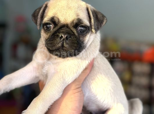 HAMBURGER SURAT GÜL KUYRUK PUG MOPS