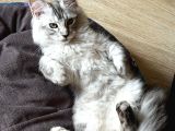 Maine Coon 3 Aylık Erkek Shaded Anne Baba Şecereli Istanbul