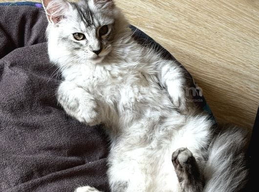 Maine Coon 3 Aylık Erkek Shaded Anne Baba Şecereli Istanbul görsel