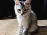 Maine Coon 3 Aylık Erkek Shaded Anne Baba Şecereli Istanbul