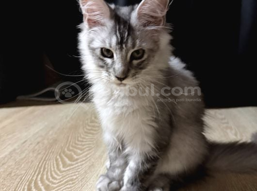 Maine Coon 3 Aylık Erkek Shaded Anne Baba Şecereli Istanbul görsel