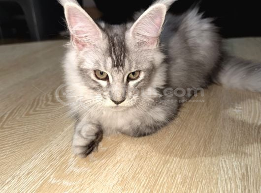 Maine Coon 3 Aylık Erkek Shaded Anne Baba Şecereli Istanbul görsel