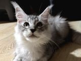 Maine Coon 3 Aylık Erkek Shaded Anne Baba Şecereli Istanbul