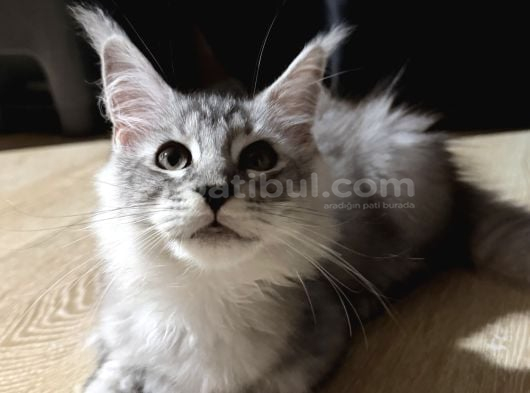 Maine coon 3 aylık erkek shaded anne baba şecereli istanbul