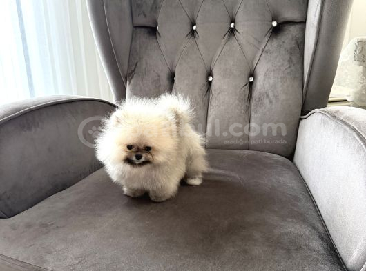En Özelinden Teddy Dişi görsel