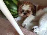 Ev Hayatına En Uygun Irktır Shih Tzu