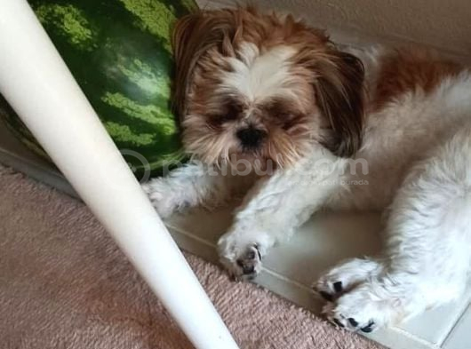 Ev Hayatına En Uygun Irktır Shih Tzu görsel