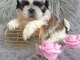 Ev Hayatına En Uygun Irktır Shih Tzu