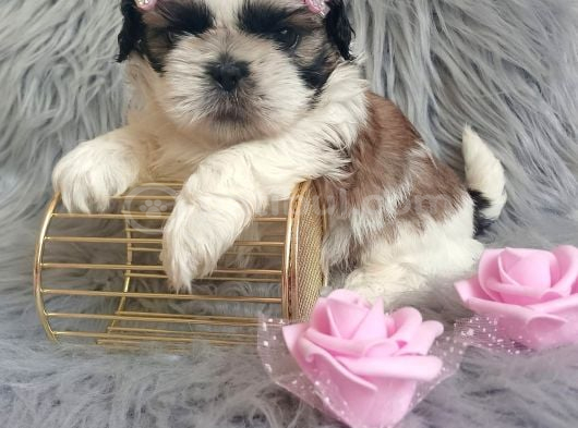Ev Hayatına En Uygun Irktır Shih Tzu görsel