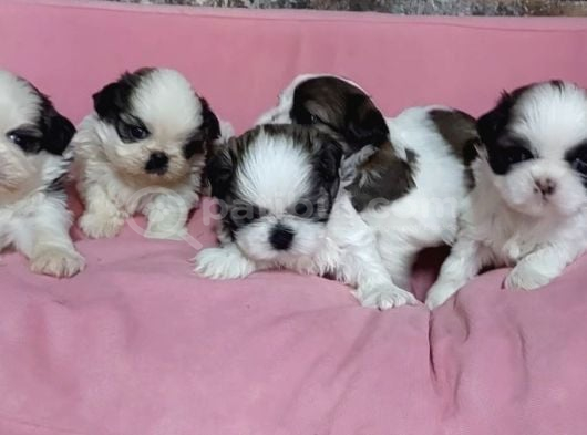 Ev Hayatına en uygun Irktır Shih Tzu