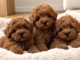 Irk Garantili Poodle Yavruları