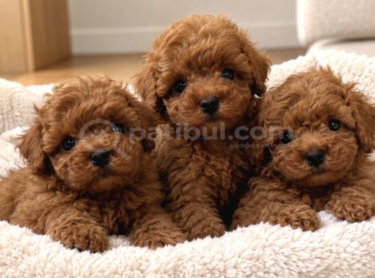 Irk Garantili Poodle Yavruları